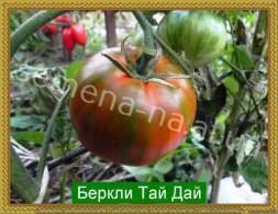 Среднеспелый, 1 м. Плоды плоско-округлые, темно - буро-красные с зелеными полосами, массой до 400 г.