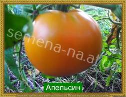 Среднеспелый. 1,2 м, плоды округлые 300-500 г, насыщенно-оранжевые, великолепного вкуса, высокая урожайность и товарный вид.