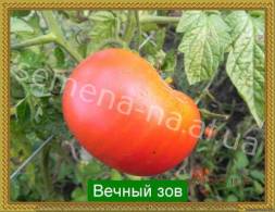 Ранние. Низкорослый, плоды 400-500 г, плоско-округлые, ярко-красные, мясистые, малосемянные, вкусные.