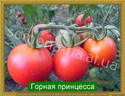 Супер-ранний. Куст 30 см, плоды красные, круглые, до 150 г. Высокоурожайный сорт.