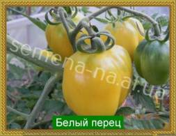 Средне-ранний, 1,5 м, плоды полые весом 70-100 г, бело-желтые.
