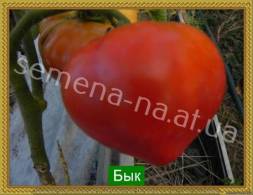 Средне-ранний сорт. Куст 0,6 м, плоды круглые, ярко-красные, мясистые, вкусные, массой 150 -200 г. Болезне стойкое, урожайное растение.