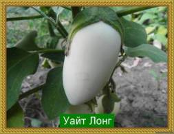 Ранний, плоды белые, удлиненные, 300-500 г, очень красивые.