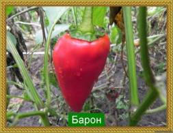 Сорт – гигант. Куст до 1 м, плоды вишневые, конические, 300-400 г, толстостенные, вкусные. Засухоустойчивый сорт.