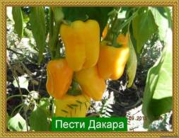 Средне-ранний, средне-рослый сорт, плоды призмовидные, при полном созревании ярко-желтые, очень красивые, вкусные до 300 г. Суперурожай.