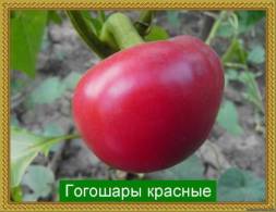 Раннеспелый сорт. Растение низкорослое,плоды среднего размера,в форме шара, темно-красные, с очень мясистой мякотью.