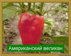 Мощные кусты до 80 см, плоды 20x10, красно-малиновые, очень сладкие, толстостенные. Высокоурожайный сорт